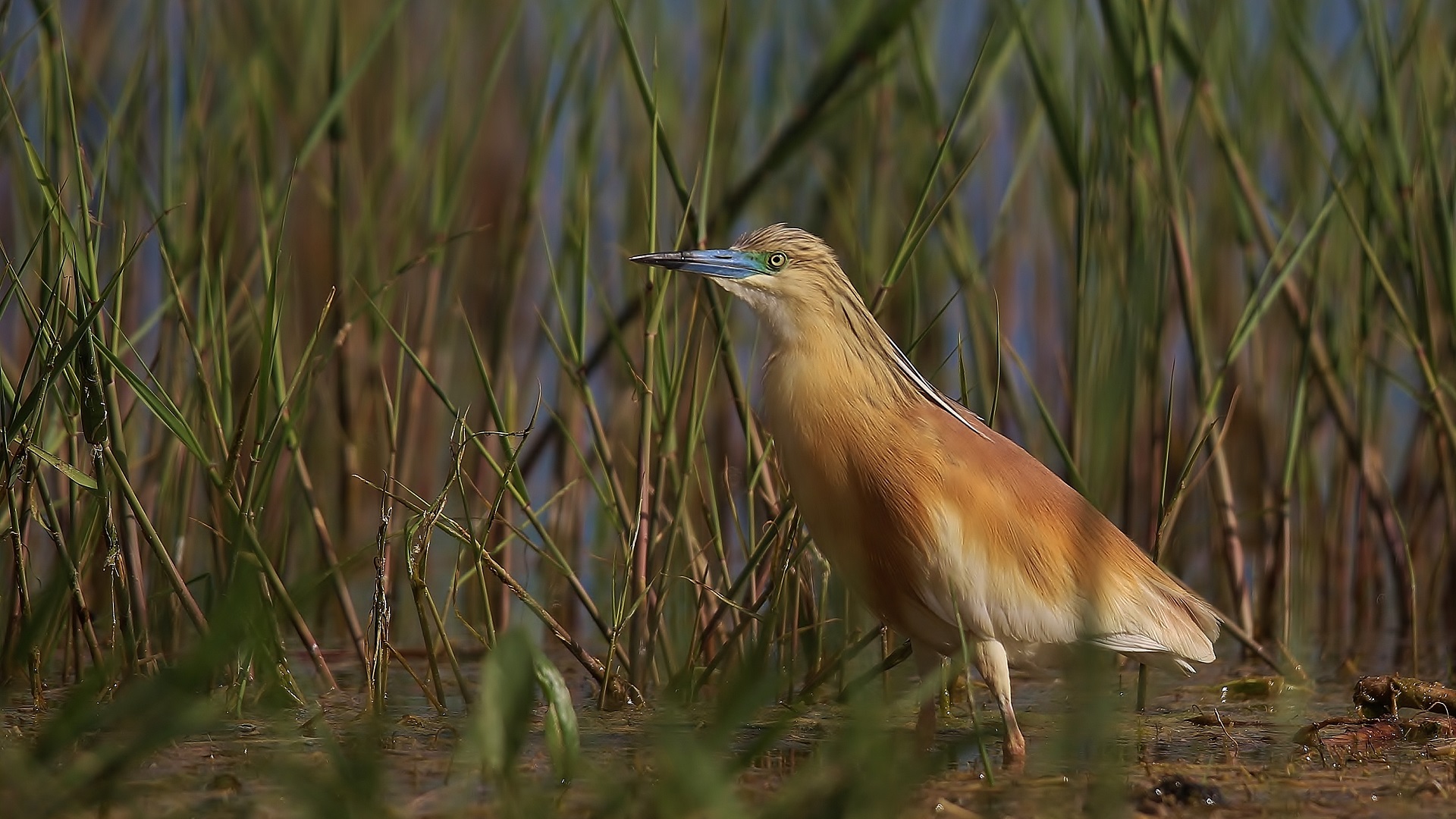 Squacco Heron